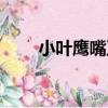 小葉鷹嘴豆（關于小葉鷹嘴豆簡介）