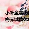 小葉金露梅赤城群體CHC12（關于小葉金露梅赤城群體CHC12簡介）