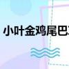 小葉金雞尾巴草（關于小葉金雞尾巴草簡介）