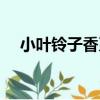 小葉鈴子香系（關于小葉鈴子香系簡介）