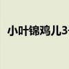 小葉錦雞兒3號（關于小葉錦雞兒3號簡介）