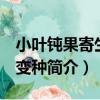 小葉鈍果寄生 原變種（關于小葉鈍果寄生 原變種簡介）