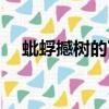 蚍蜉撼樹的下一句（蚍蜉撼大樹下一句）