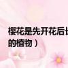 櫻花是先開花后長葉的植物螞蟻莊園（櫻花是先開花后長葉的植物）