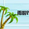 雨前釣魚怎么釣（雨前釣魚）