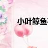 小葉鯨魚花（關于小葉鯨魚花簡介）