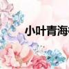 小葉青海柳（關于小葉青海柳簡介）