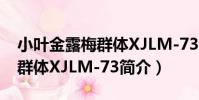 小葉金露梅群體XJLM-73(關于小葉金露梅群體XJLM-73簡介)
