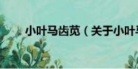 小葉馬齒莧(關于小葉馬齒莧簡介)