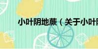 小葉陰地蕨(關于小葉陰地蕨簡介)