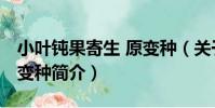 小葉鈍果寄生 原變種(關于小葉鈍果寄生 原變種簡介)