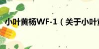 小葉黃楊WF-1(關于小葉黃楊WF-1簡介)