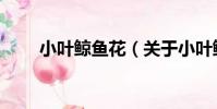 小葉鯨魚花(關于小葉鯨魚花簡介)