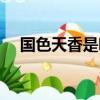 國色天香是哪朵花（國色天香是什么花）
