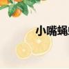 小嘴蠅蠅（關于小嘴蠅蠅簡介）