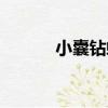 小囊鉆螺（關于小囊鉆螺簡介）