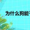 為什么狗能干人 視頻（為什么狗能干人）