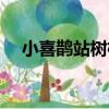 小喜鵲站樹杈（關于小喜鵲站樹杈簡介）