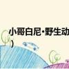 小哥白尼·野生動物畫報（關于小哥白尼·野生動物畫報簡介）