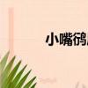 小嘴鸻屬（關于小嘴鸻屬簡介）