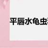 平唇水龜蟲科（關于平唇水龜蟲科介紹）