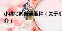 小嘴烏鴉普通亞種(關于小嘴烏鴉普通亞種簡介)