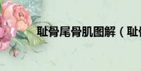 恥骨尾骨肌圖解(恥骨尾骨肌)