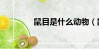鼠目是什么動物(鼠鳥目)
