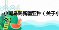 小嘴烏鴉新疆亞種(關于小嘴烏鴉新疆亞種簡介)