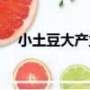 小土豆大產業（關于小土豆大產業簡介）