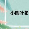 小圓葉冬青（關于小圓葉冬青簡介）