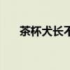茶杯犬長不長得大（茶杯犬長不大嗎）