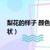 梨花的樣子 顏色 氣味 形狀特點（梨花的樣子 顏色 氣味 形狀）
