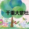 千重大紫杜鵑花好養嗎（杜鵑花好養嗎）
