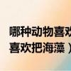 哪種動物喜歡把海藻纏繞在身上睡（哪種動物喜歡把海藻）