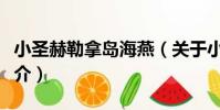 小圣赫勒拿島海燕(關于小圣赫勒拿島海燕簡介)