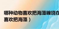 哪種動物喜歡把海藻纏繞在身上睡(哪種動物喜歡把海藻)