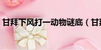 甘拜下風打一動物謎底(甘拜下風打一動物)