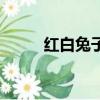 紅白兔子玩偶（紅色玩偶兔在哪）