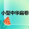小型中華扁卷螺（關于小型中華扁卷螺簡介）