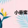 小垂蜜鳥（關于小垂蜜鳥簡介）