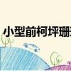 小型前柯坪珊瑚（關于小型前柯坪珊瑚簡介）