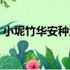 小坭竹華安種源（關于小坭竹華安種源簡介）