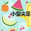 小型尖足布（關于小型尖足布簡介）