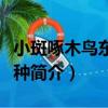 小斑啄木鳥東北亞種（關于小斑啄木鳥東北亞種簡介）