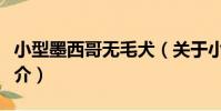 小型墨西哥無毛犬(關于小型墨西哥無毛犬簡介)