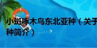 小斑啄木鳥東北亞種(關于小斑啄木鳥東北亞種簡介)