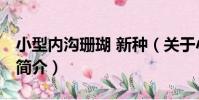 小型內溝珊瑚 新種(關于小型內溝珊瑚 新種簡介)