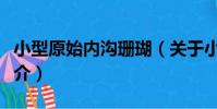 小型原始內溝珊瑚(關于小型原始內溝珊瑚簡介)