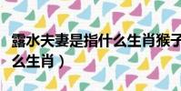 露水夫妻是指什么生肖猴子(露水夫妻是指什么生肖)